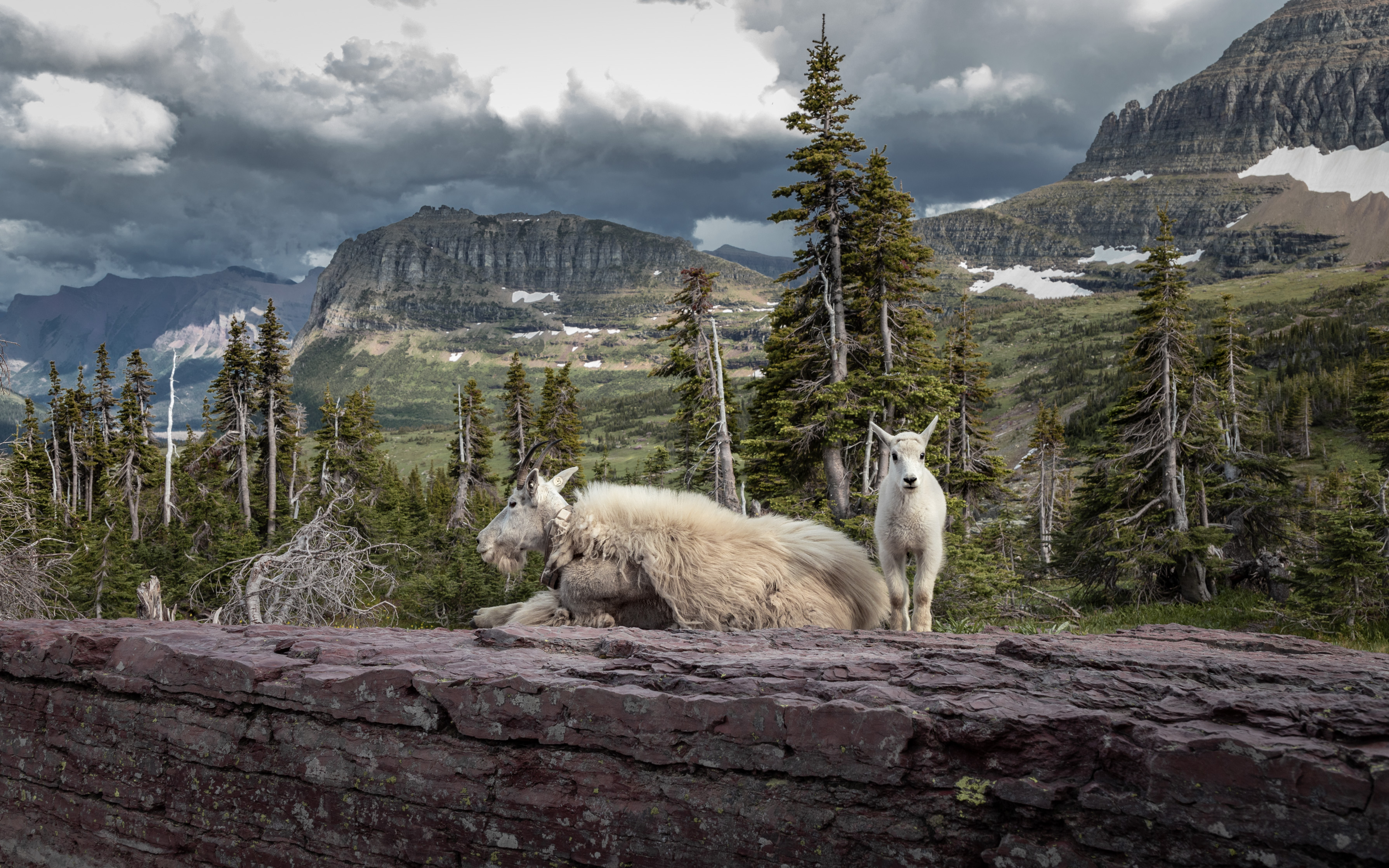 Mountain Goats in Montana