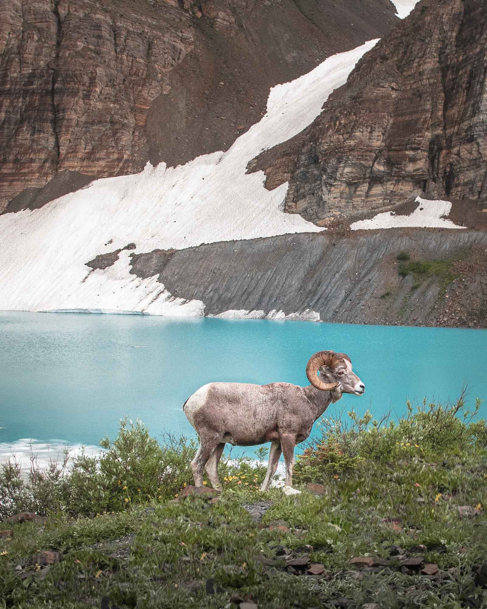 Bighorn Sheep at Grinnell Glacier