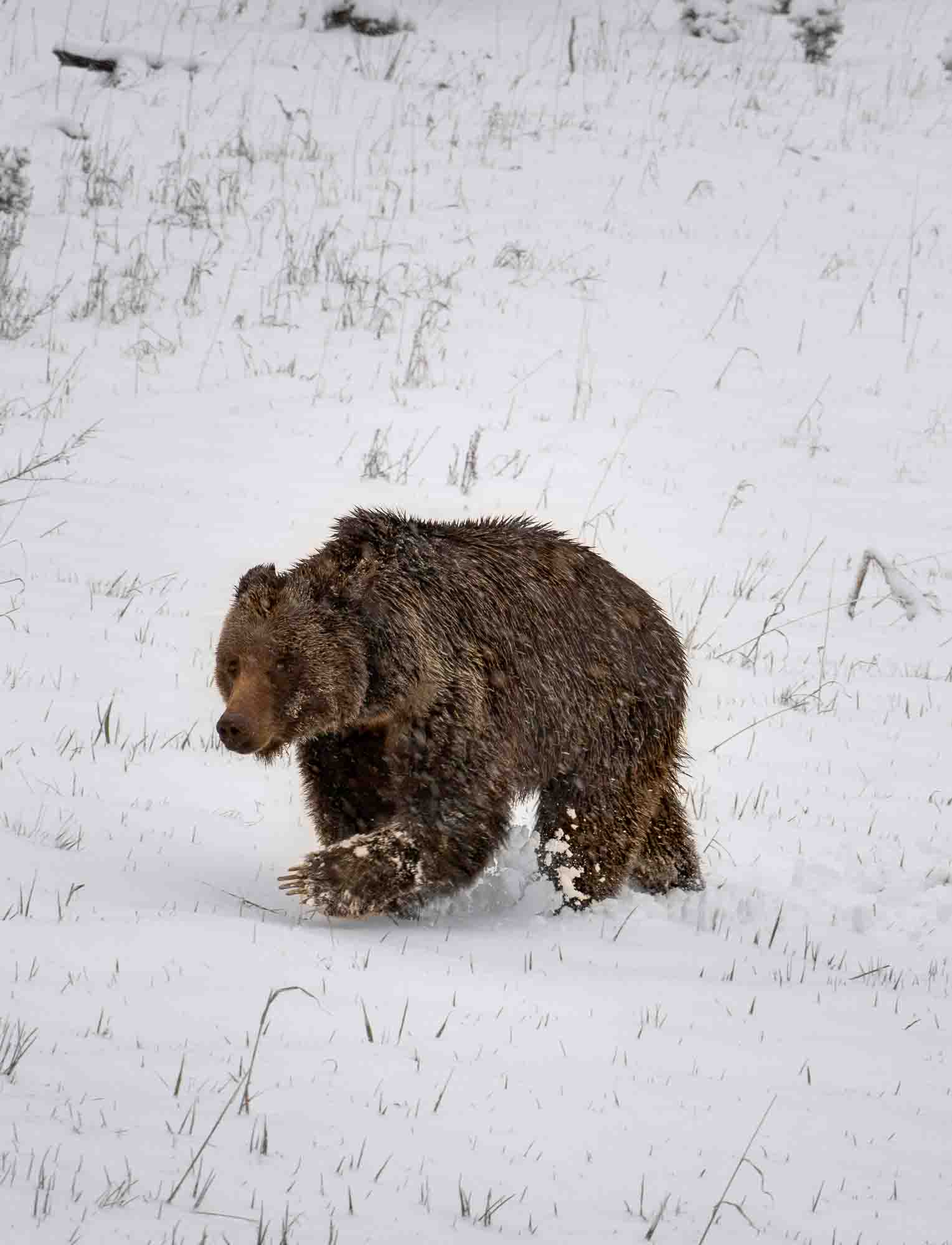 Meeting with a Grizzly